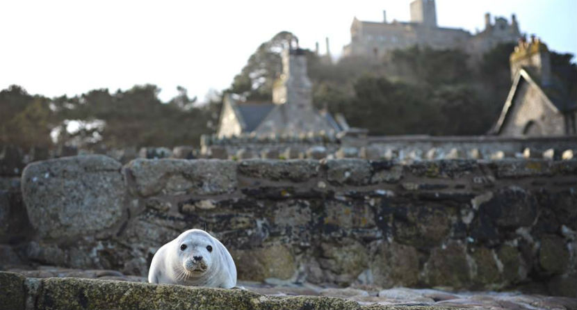 Seal pup visiting St Michael's Mount
